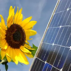 Słonecznik obok panelu słonecznego, symbolizującego energię odnawialną. Każdy promień słońca to potencjalny **kulomb** energii.