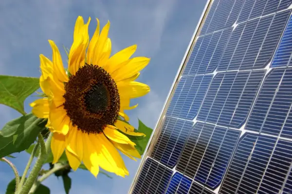 Słonecznik obok panelu słonecznego, symbolizującego energię odnawialną. Każdy promień słońca to potencjalny **kulomb** energii.